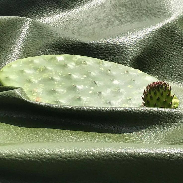 Vegan cactus dehwe kubva kuMexico_ itsva inofarira zveumbozha paLineapelle Milan