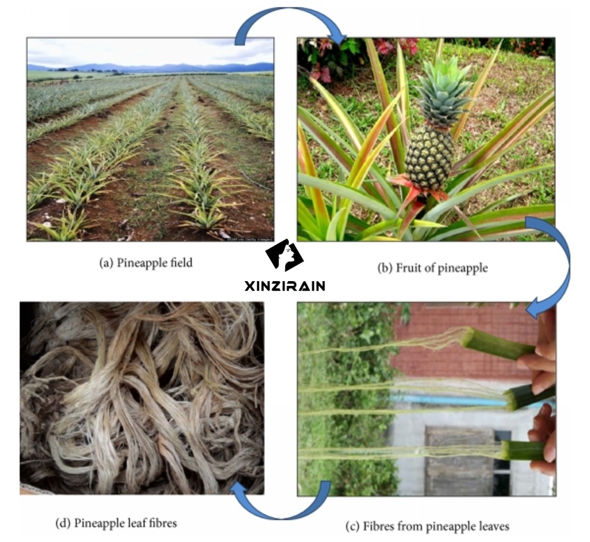 From Pineapple Leaf to Premium Craftsmanship